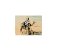 Всадники на верблюдах у водопоя