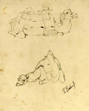 Верблюды Верблюды